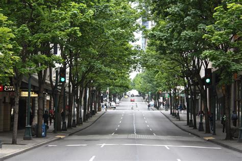 樹型種類|街路樹とは？街路樹に使われている樹種31選。気にな。